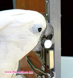Parrot picks locks